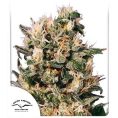 Dutch Passion Cannabis Seeds Euforia