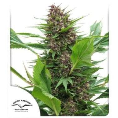 Dutch Passion Cannabis Seeds Frisian Duck
