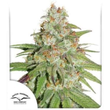 Dutch Passion Cannabis Seeds Glueberry O G