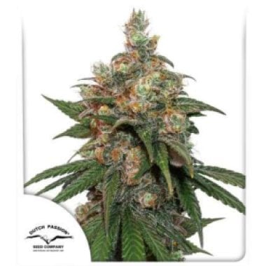 Dutch Passion Cannabis Seeds Hifi 4g