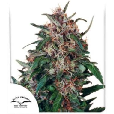 Dutch Passion Cannabis Seeds Holland S Hope