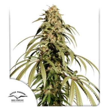 Dutch Passion Cannabis Seeds Ice Cream Haze