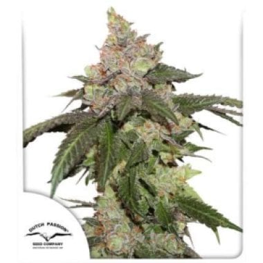 Dutch Passion Cannabis Seeds Kerosene Krash