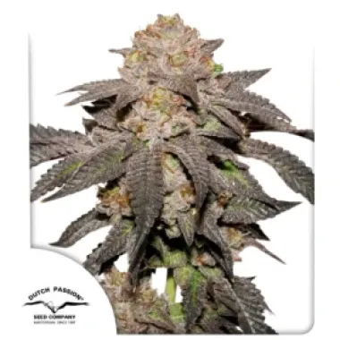 Dutch Passion Cannabis Seeds Kingston Punch