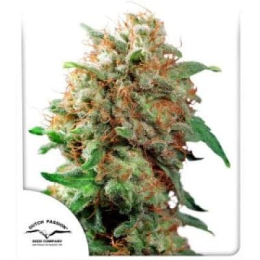 Dutch Passion Cannabis Seeds Mazar