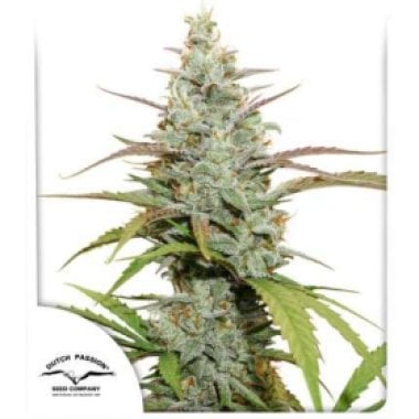 Dutch Passion Cannabis Seeds Mokum S Tulip