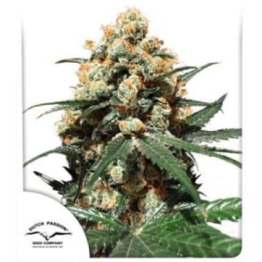 Dutch  Passion  Cannabis  Seeds  Orange  Hill  Special