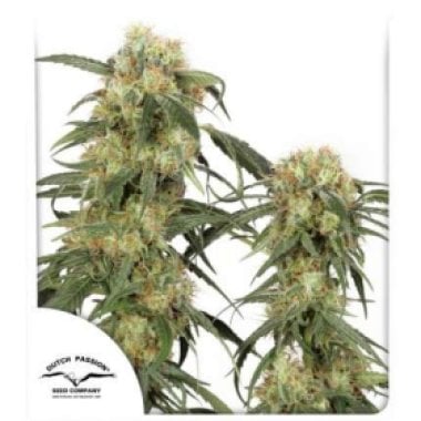Dutch  Passion  Cannabis  Seeds  Pamir  Gold