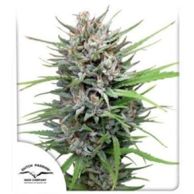 Dutch  Passion  Cannabis  Seeds  Passion 1
