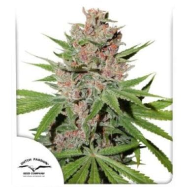 Dutch  Passion  Cannabis  Seeds  Passion  Fruit