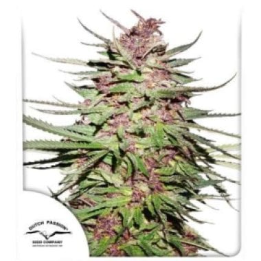 Dutch  Passion  Cannabis  Seeds  Purple 1