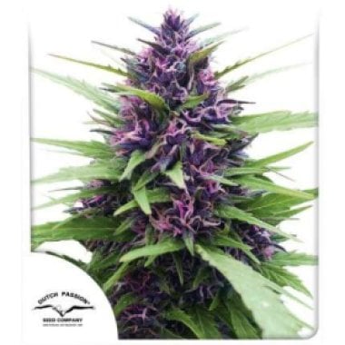 Dutch  Passion  Cannabis  Seeds  Shaman