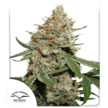 Dutch  Passion  Cannabis  Seeds  Skunk 11