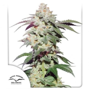 Dutch  Passion  Cannabis  Seeds  Skywalker  Haze
