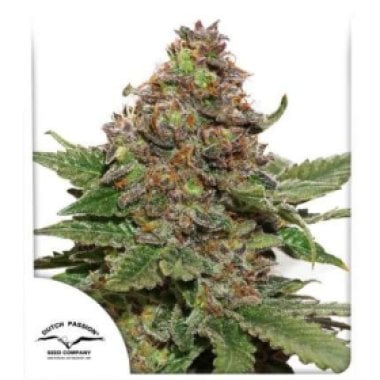 Dutch  Passion  Cannabis  Seeds  Strawberry  Cough