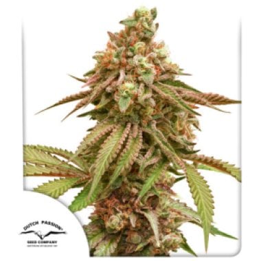 Dutch  Passion  Cannabis  Seeds  Tropical  Tangie