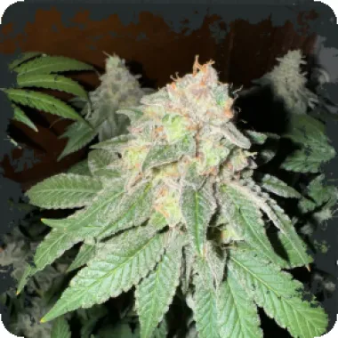 Eleven  Thirty  Genetics  Cannabis  Seeds  Cake  Budder  Auto