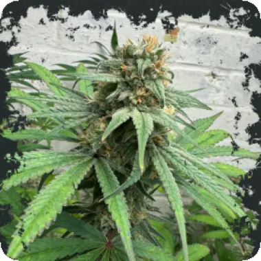 Eleven  Thirty  Genetics  Cannabis  Seeds  Cheese  Wizard  Auto