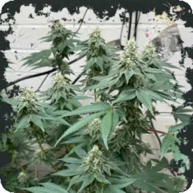 Eleven  Thirty  Genetics  Cannabis  Seeds  Curdz  Auto