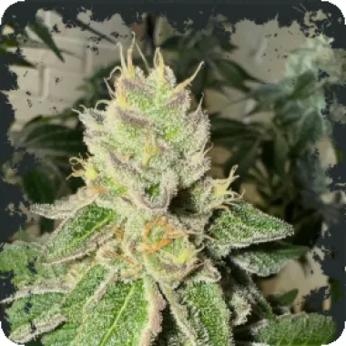 Eleven  Thirty  Genetics  Cannabis  Seeds  Garlic  Budder  Auto