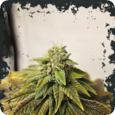 Eleven  Thirty  Genetics  Cannabis  Seeds  Highlighterz  Auto