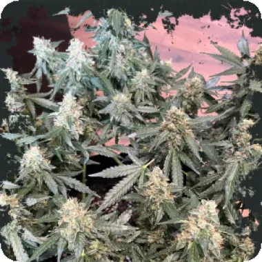 Eleven  Thirty  Genetics  Cannabis  Seeds  Lung  Ztrikez  Auto