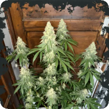 Eleven  Thirty  Genetics  Cannabis  Seeds  Nana  Budder  Auto