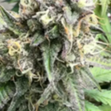 Eleven Thirty Genetics Cannabis Seeds Nana Budder
