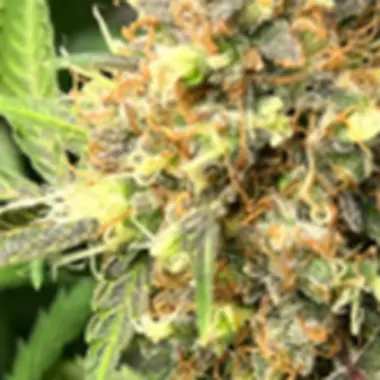 Eleven  Thirty  Genetics  Cannabis  Seeds  One  Eyed  Resin  Chucker  Auto