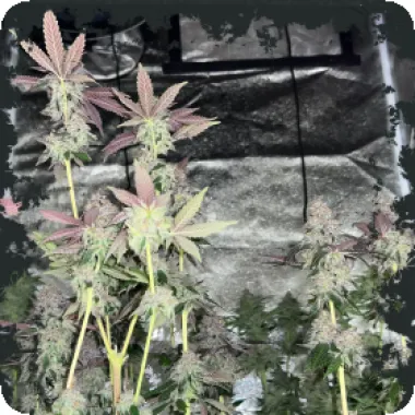 Eleven  Thirty  Genetics  Cannabis  Seeds  Papaya  Krush  Auto