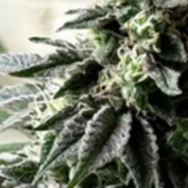 Eleven Thirty Genetics Cannabis Seeds Papaya Krush