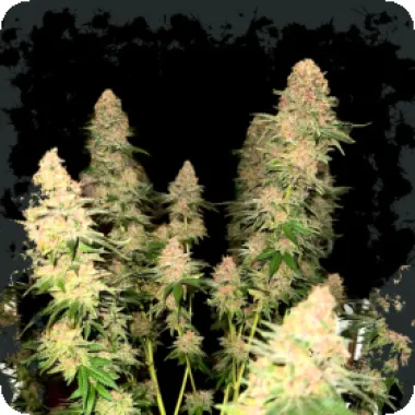 Eleven Thirty Genetics Cannabis Seeds Purple Fun Dip
