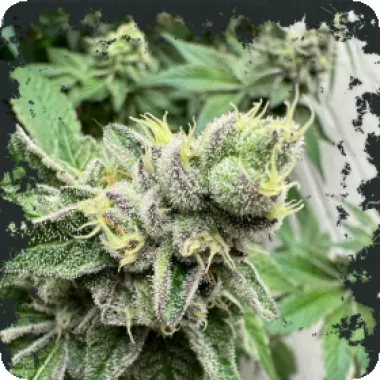 Eleven  Thirty  Genetics  Cannabis  Seeds  Swamp  Fumez  Auto