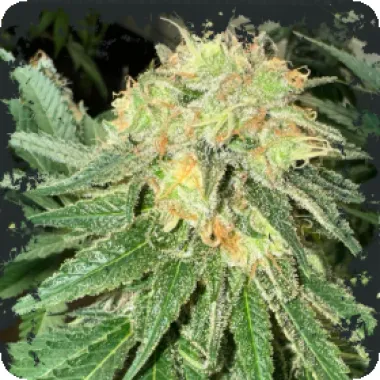 Eleven  Thirty  Genetics  Cannabis  Seeds  Toad  Venom  Auto