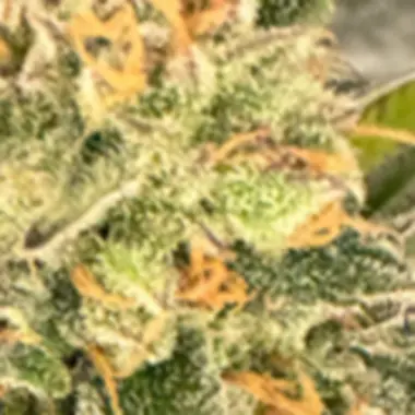 Eleven  Thirty  Genetics  Cannabis  Seeds  Toad  Venom