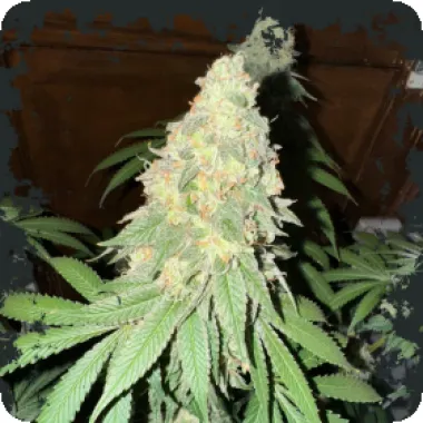 Eleven  Thirty  Genetics  Cannabis  Seeds  War  Headz  Auto