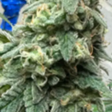 Eleven Thirty Genetics Cannabis Seeds War Headz