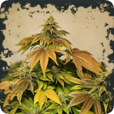 Eleven  Thirty  Genetics  Cannabis  Seeds  Zerbert  Auto