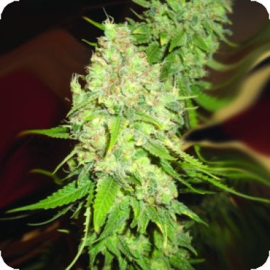 Emerald Triangle Cannabis Seeds Blackberry Og