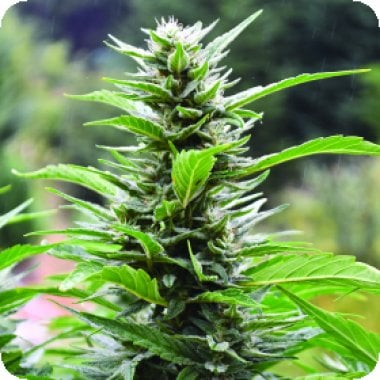 Emerald Triangle Cannabis Seeds Blueberry Headband Cbd
