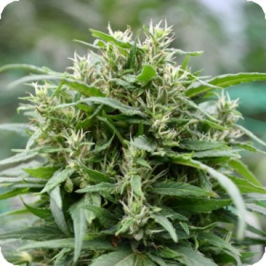 Emerald Triangle Cannabis Seeds Blueberry Headband