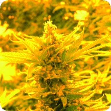 Emerald Triangle Cannabis Seeds Cheesy Headband