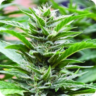 Emerald Triangle Cannabis Seeds Cookies X 707 Headband