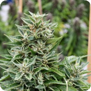 Emerald Triangle Cannabis Seeds Critical Sour Diesel Cbd
