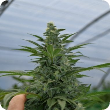 Emerald Triangle Cannabis Seeds Critical Strawberry Banana