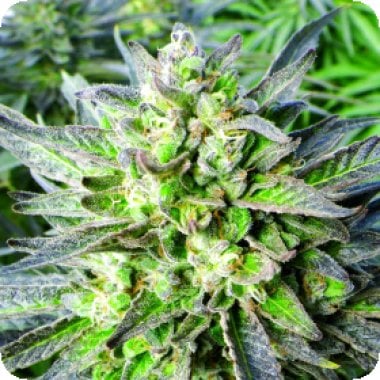 Emerald  Triangle  Cannabis  Seeds  Grapefruit  Krush