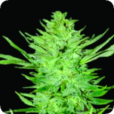Emerald Triangle Cannabis Seeds Headlights Kush Auto
