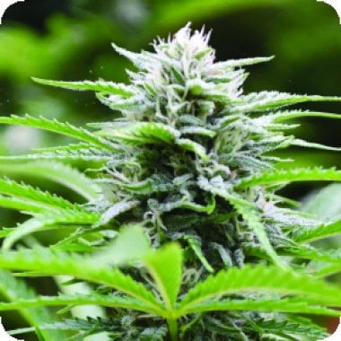 Emerald  Triangle  Cannabis  Seeds  Kushhead 707