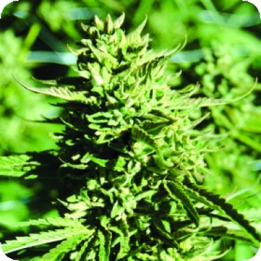 Emerald  Triangle  Cannabis  Seeds  Lost  Coast  O  G