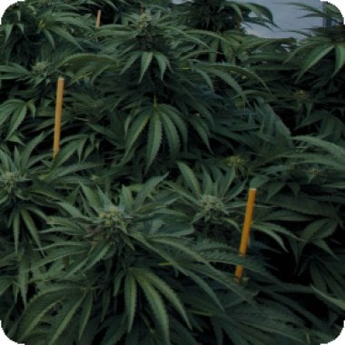 Emerald  Triangle  Cannabis  Seeds  Mastodon  Kush
